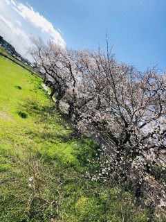 3月29日(日)営業！